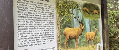 Droga Stanisława ↔ Odejście ścieżki do grobu Friedricha Wrede