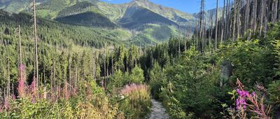 Iwaniacka Przełęcz ↔ Schronisko PTTK na Hali Ornak [Smreczyński Wierch i Kamienista- schodząc z Iwaniackiej Przełęczy]