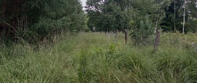 Łącza ↔ Droga Sierakowska [Po deszczach może być trudno przejść suchą nogą]