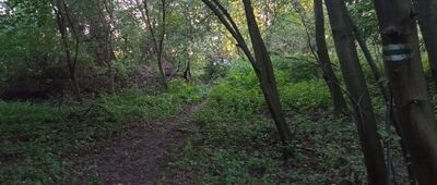 Srocza Góra ↔ Jaśkowice [Zarośnięty odcinek na południe od Pyskowic]