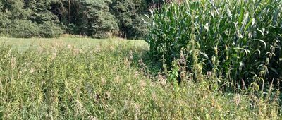 Karchowice ↔ Kamieniec [Trudny do przejścia odcinek między Kamieńcem a Karchowicami. Szlak prowadzi przez kilkaset metrów pola kukurydzy i ponad metrowe chaszcze.]