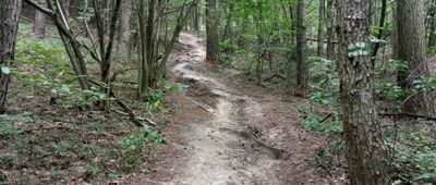 Góry Mokre ↔ Fajna Ryba, skrzyżowanie szlaków [Jedyne trudniejsze podejście/zejście na zielonym szlaku]