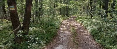 Fajna Ryba, skrzyżowanie szlaków ↔ Henryków, skrzyżowanie szlaków