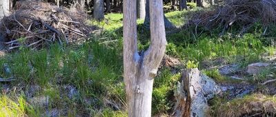 Bouda u Bílého Labe ↔ Dřevařská cesta