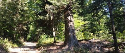 Dolina Kościółkowej Wody ↔ Rozejście szlaków