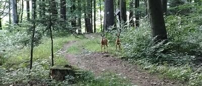 Iwonicz-Zdrój, pl. Wojciecha Oczki ↔ Rozejście szlaków