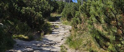 Pielgrzymy ↔ Słonecznik