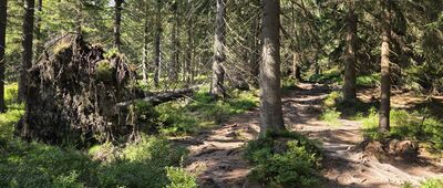 Rozdroże pod Izerskimi Garbami ↔ Pod Wysoką Kopą