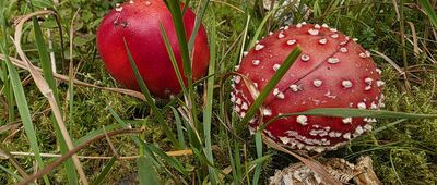 Chatka Górzystów ↔ Kapliczka Matki Boskiej Izerskiej