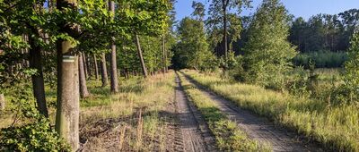 Kęszyce ↔ Bożejów [Bory Stobrawskie k. Kęszyc]