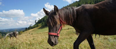 Przełęcz pod Gromólnikiem ↔ Rozejście szlaków