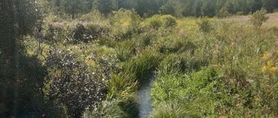 Kuźniczka-Las ↔ Wieża zachodnia