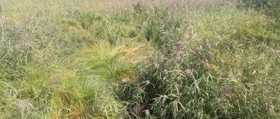 Kuźniczka-Las ↔ Wieża zachodnia