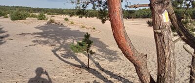 Pustynia Błędowska, ścieżka edukacyjna ↔ Pustynia Błędowska, ścieżka edukacyjna