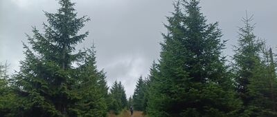 Tetřeví hora, sedlo ↔ Sušina