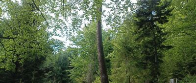 Pod Rogaczem ↔ Czernichów, ul. Roztoki