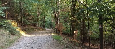 Skrzyżowanie pod Rogaczem