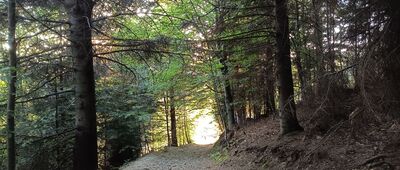 Skrzyżowanie pod Rogaczem ↔ Chatka na Rogaczu