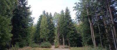 Do Piotra, skrzyżowanie