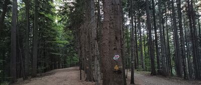 Do Piotra, skrzyżowanie