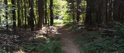 Pod Kamieniem ↔ Krempna, granica parku narodowego