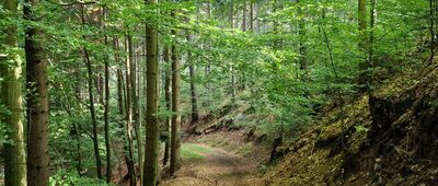 Rozejście szlaków ↔ Kowalowa [Przed Kowalową]