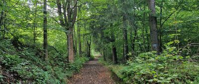 Rozejście szlaków [Droga pod Garbatkę]