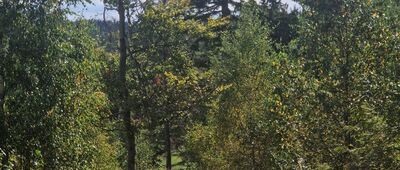 Pod Pośrednią ↔ Garbatka [Zejście z Garbatki]