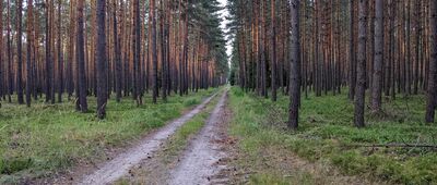 Zagwiździe ↔ Kęszyce [Bory Stobrawskie - droga Kęszyce-Wojszyn]