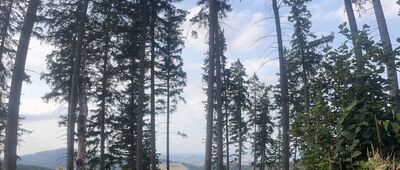 Ścieżka na Folwarczną ↔ Wojcieszów, ul. Chrobrego