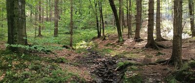 Jaworze, ośrodek ZHP ↔ Grabka