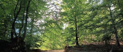 Rozejście szlaków ↔ Rozejście szlaków