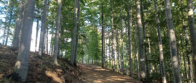 Odejście do chaty drwali ↔ Rozejście szlaków