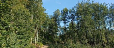 Rozejście szlaków ↔ Rozejście szlaków