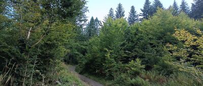 Grabka ↔ Rozejście szlaków