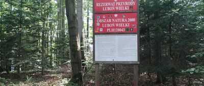 Skrzyżowanie na Luboniu [Rezerwat Luboń Wielki]