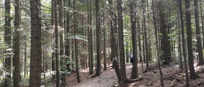 Schronisko PTTK na Kudłaczach ↔ Skrzyżowanie przy Kudłaczach [Trasa połączonymi szlakami z Kudłaczy]