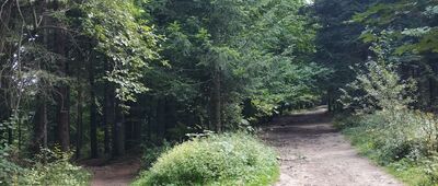 Skrzyżowanie przy Kudłaczach [Trasa połączonymi szlakami zielonym i czerwonym z Kudłaczy]