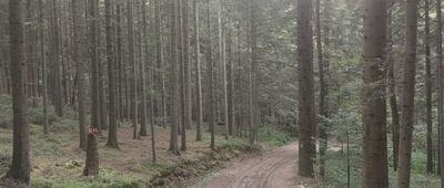 Lubomir ↔ Lipnik, Majdówka [Zielony szlak na Lipnik]