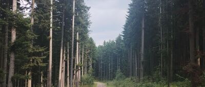 Lipnik, Majdówka ↔ Przełęcz Sucha [Czarnym szlakiem na Kudłacze]