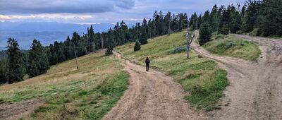 Wisielakówka [Gorce - rozejście szlaków na Polanie Długie Młaki]