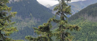 Polana Trzydniówka ↔ Trzydniowiański Wierch