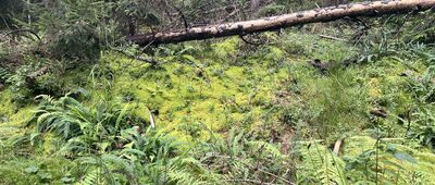 Skrzyżowanie pod Smerkowicą ↔ Targoszów, Wieczorki most