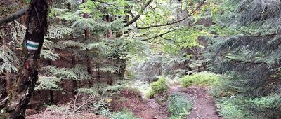 Głęboka Jama ↔ Przy przełęczy Stříbrnická