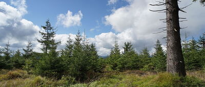 Wielka Sowa ↔ Rozdroże między Sowami