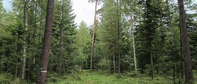 Rezerwat Dalejów, odejście Piekielnego Szlaku ↔ Rezerwat Świnia Góra