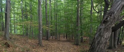 Porąbka, ul. Żywiecka ↔ Dojście do zamku Wołek