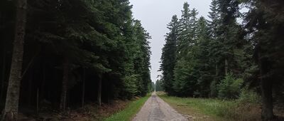 Bartków ↔ Leśniczówka Świnia Góra