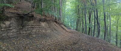 Flisz karpacki nad Wołkiem