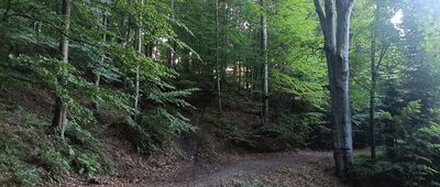 Pod Bujakowską Górą ↔ Flisz karpacki nad Wołkiem